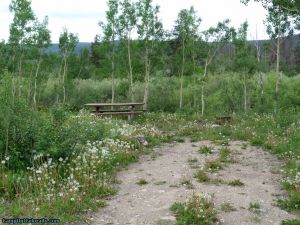 camp-out-colorado-aspen-campground-tree-cover
