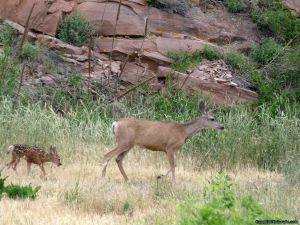 camp-out-colorado-carter-lake-deer-doe
