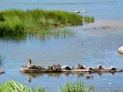 Campoutcolorado-dowdy-lake-campground-ducks