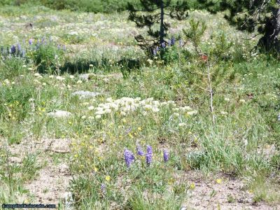 campoutcolorado-meadows-campground-rabbit-ears-flowers