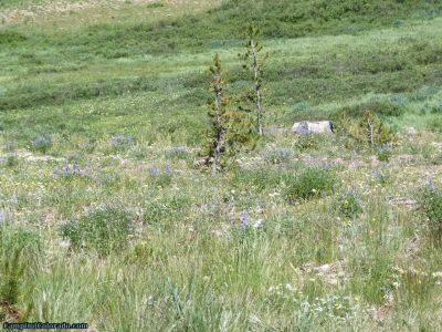 campoutcolorado-meadows-campground-rabbit-ears-meadow