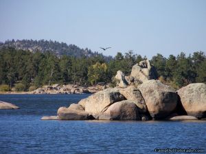 dowdy_lake_eagle