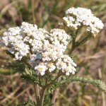 telluride_town_park_flower