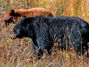 Crater Lake and Maroon Bells Campgrounds Closed Due to Bear Activity